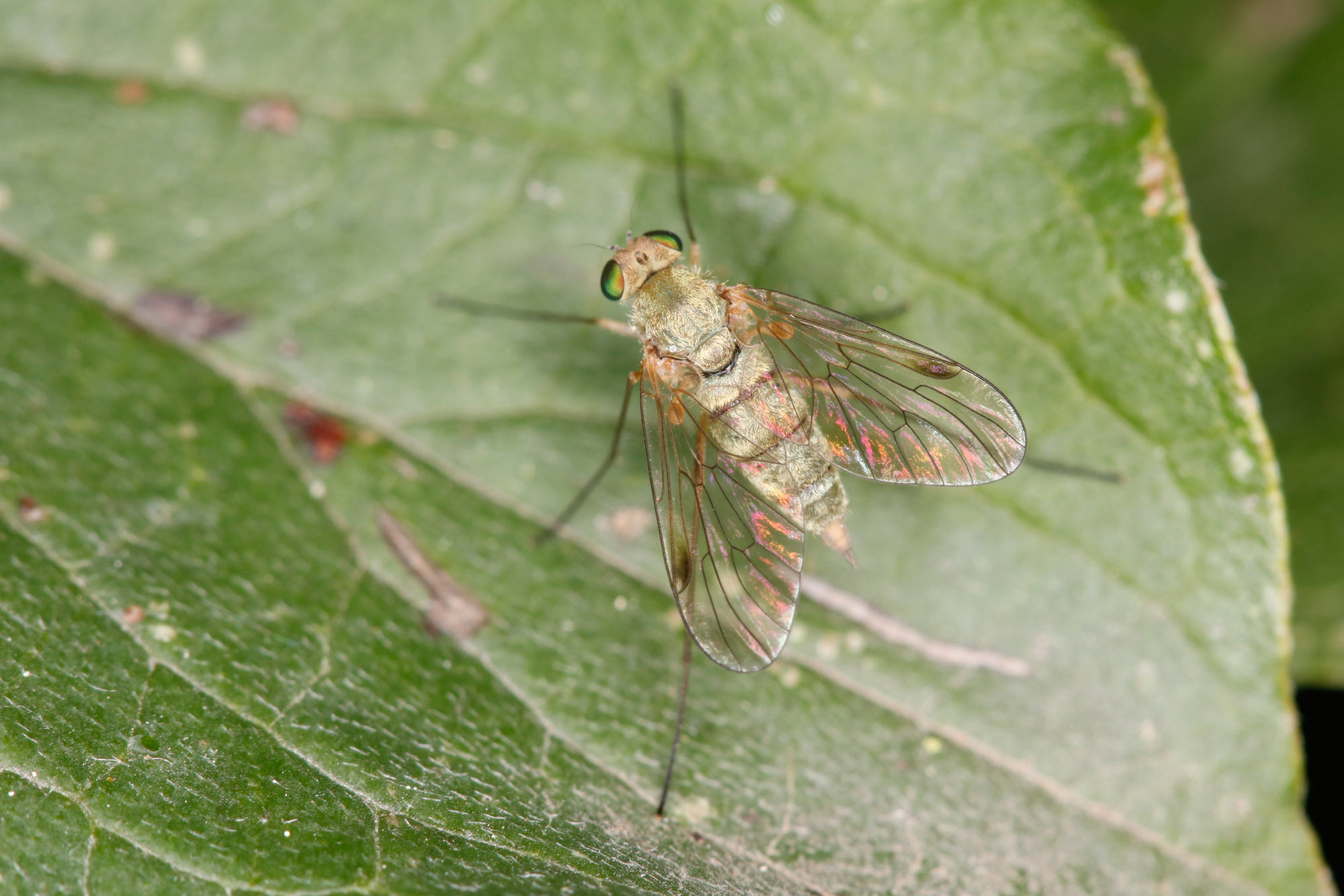 Rhagionidae: Chrysopilus cfr. asiliformis, maschio e femmina